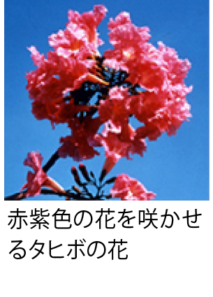 タヒボの花イメージ