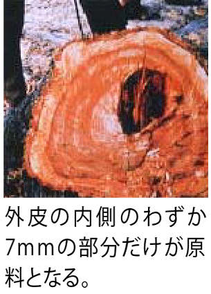 タヒボ樹木断面イメージ